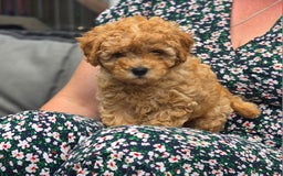 Cavapoo dogs for sale: F1b Toy Cavapoo Puppy last little Girl - Image 6
