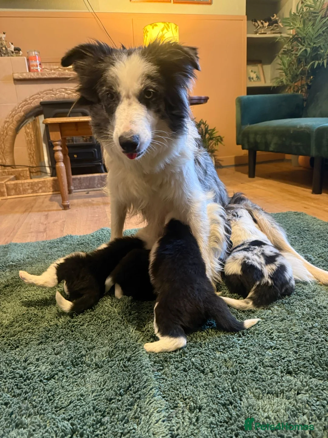 Border Collie dogs for sale: Classic Long Coated Border Collie Pups - Advert 9