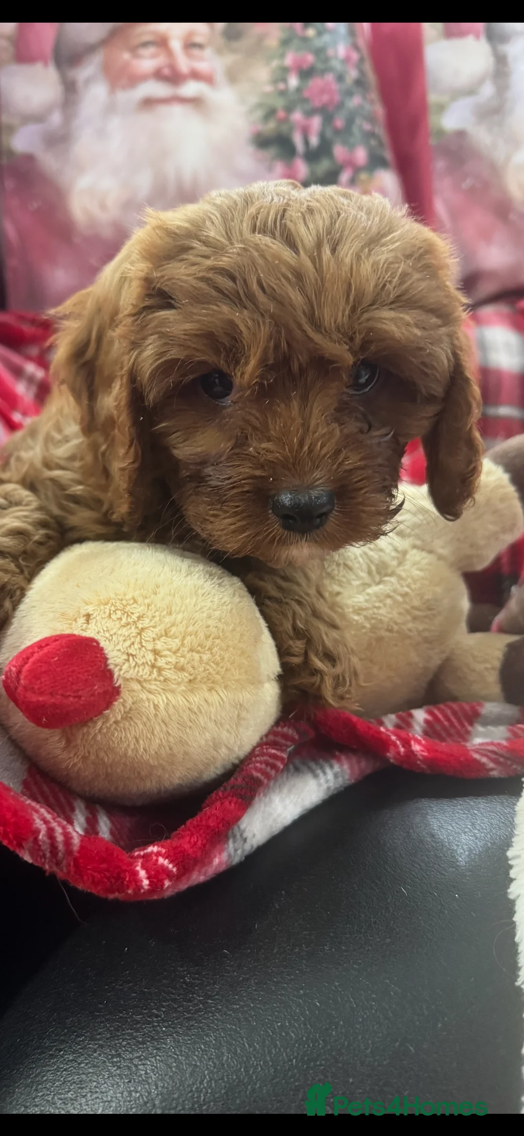 Cavapoo dogs for sale: Cavapoo boy pups ready now 🏡 - Advert 8