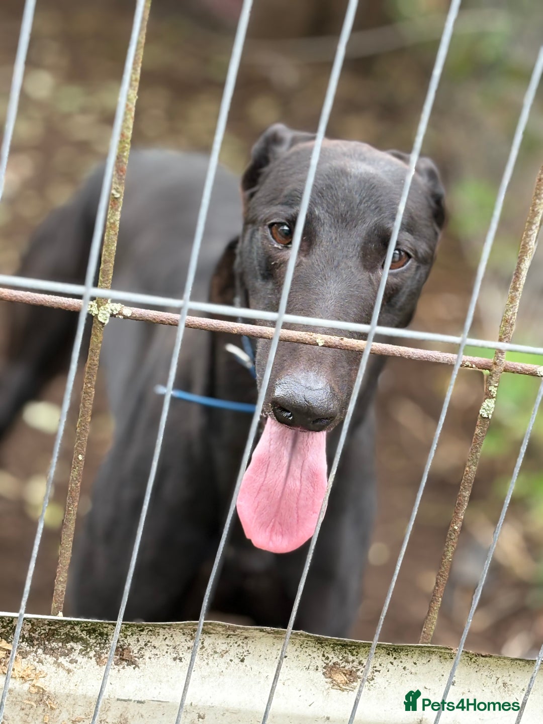 Greyhound dogs for sale: Retired Greyhounds  - Image 6