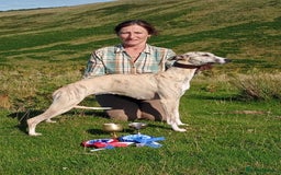 Whippet dogs for sale: STUNNING LITTER OF KC REGISTERED WHIPPET PUPPIES  - Image 9