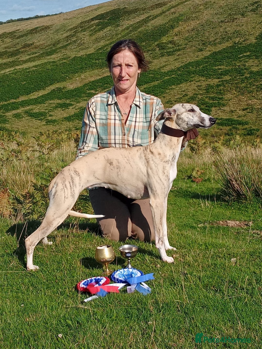 Whippet dogs for sale: STUNNING LITTER OF KC REGISTERED WHIPPET PUPPIES  - Image 9