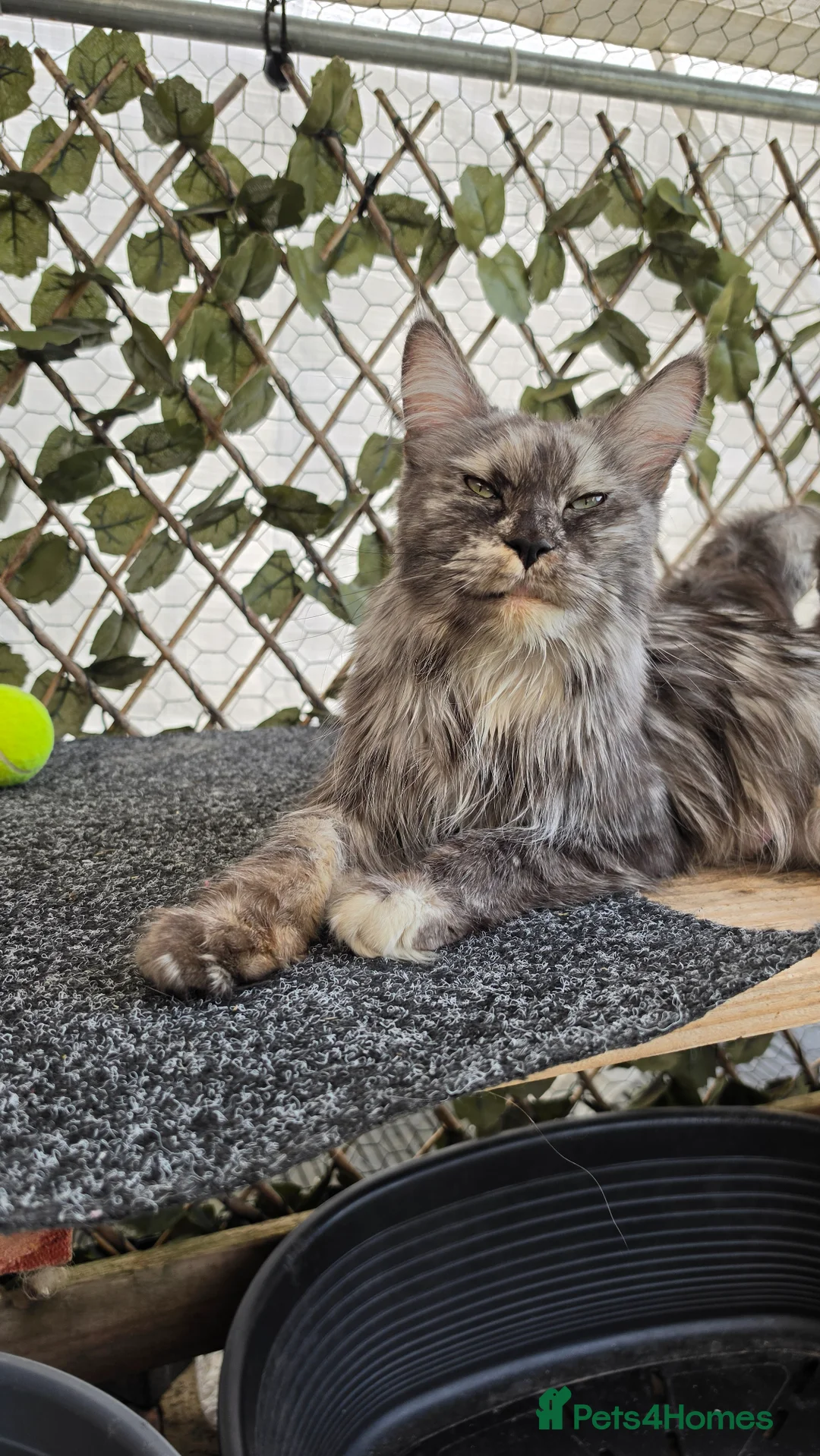 Maine Coon cats for sale: Maine coon Queen  - Advert 1