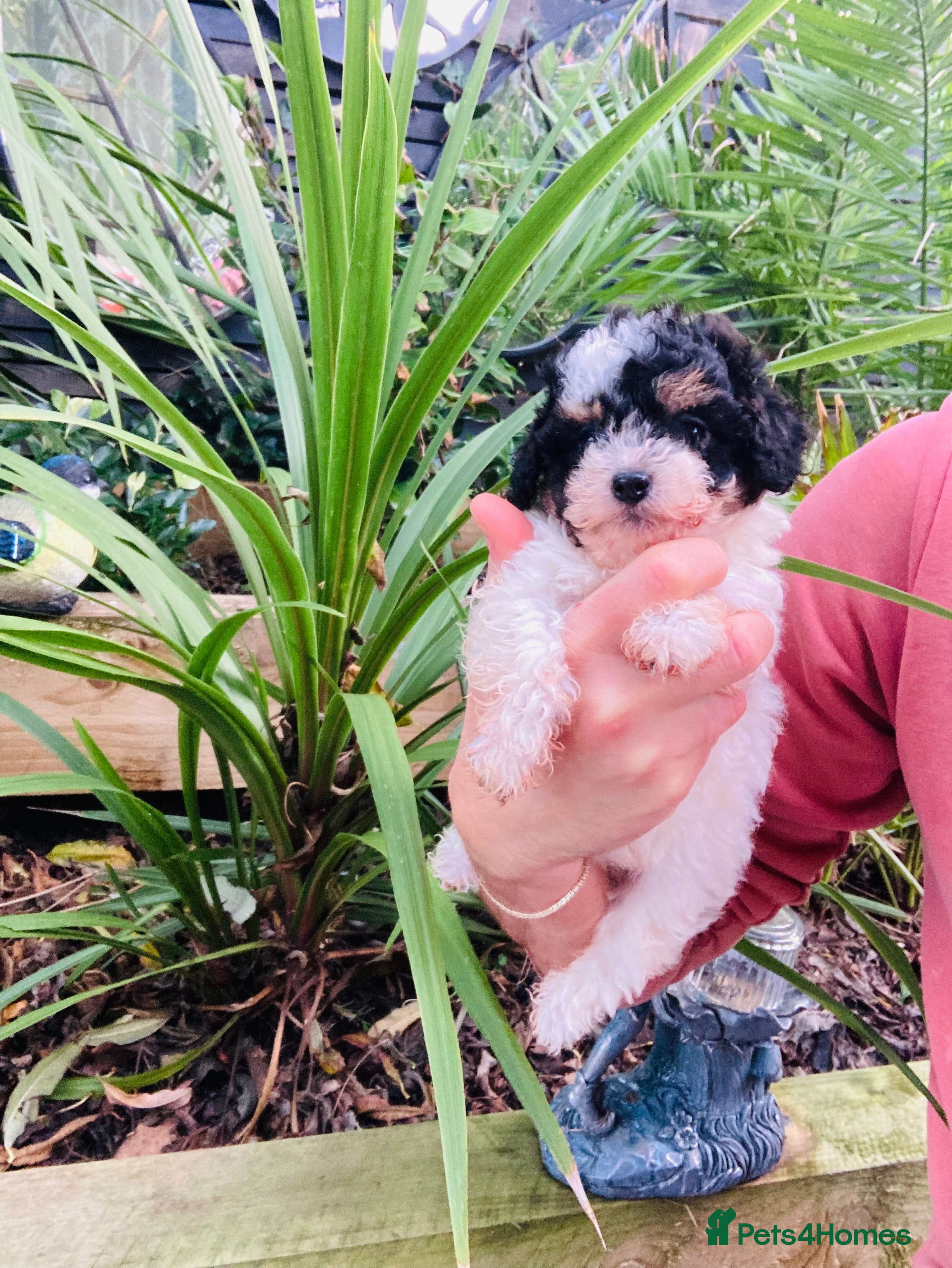 Cavapoo dogs Tricolour cavapoo female 🐾 - Advert 8