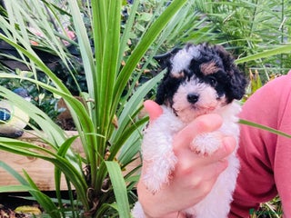 Cavapoo dogs Tricolour cavapoo female 🐾 - Advert 8