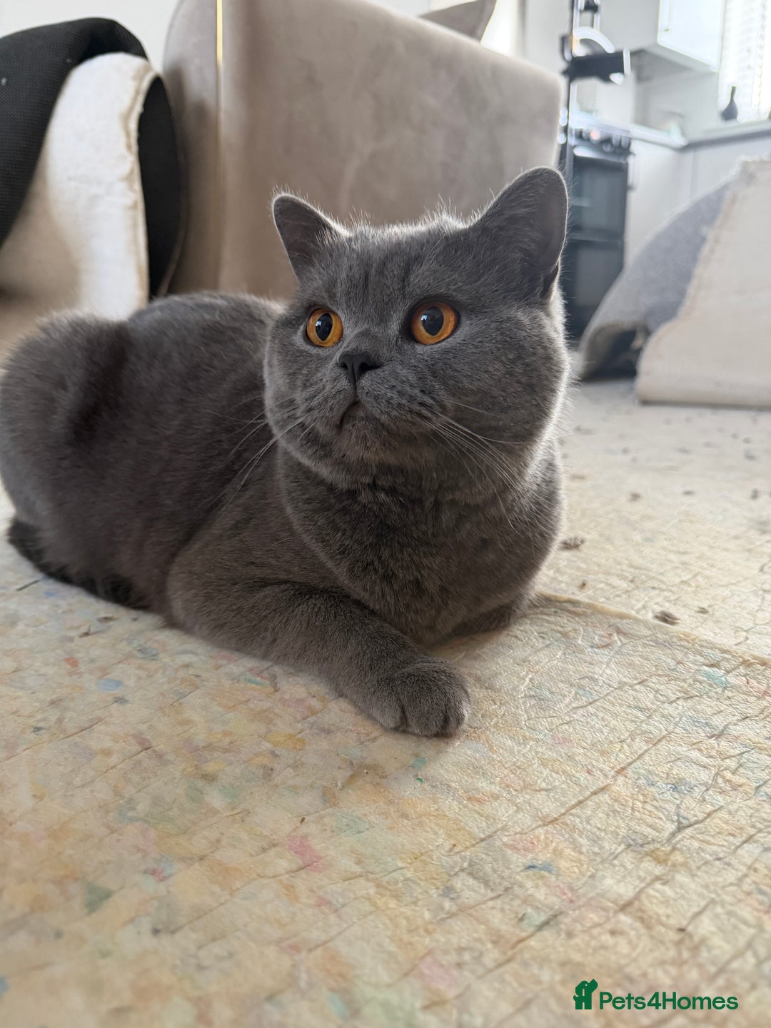 British Shorthair cats for sale: British Blue Shorthair cat - Advert 1
