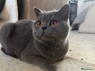 British Shorthair cats British Blue Shorthair cat - Advert 10