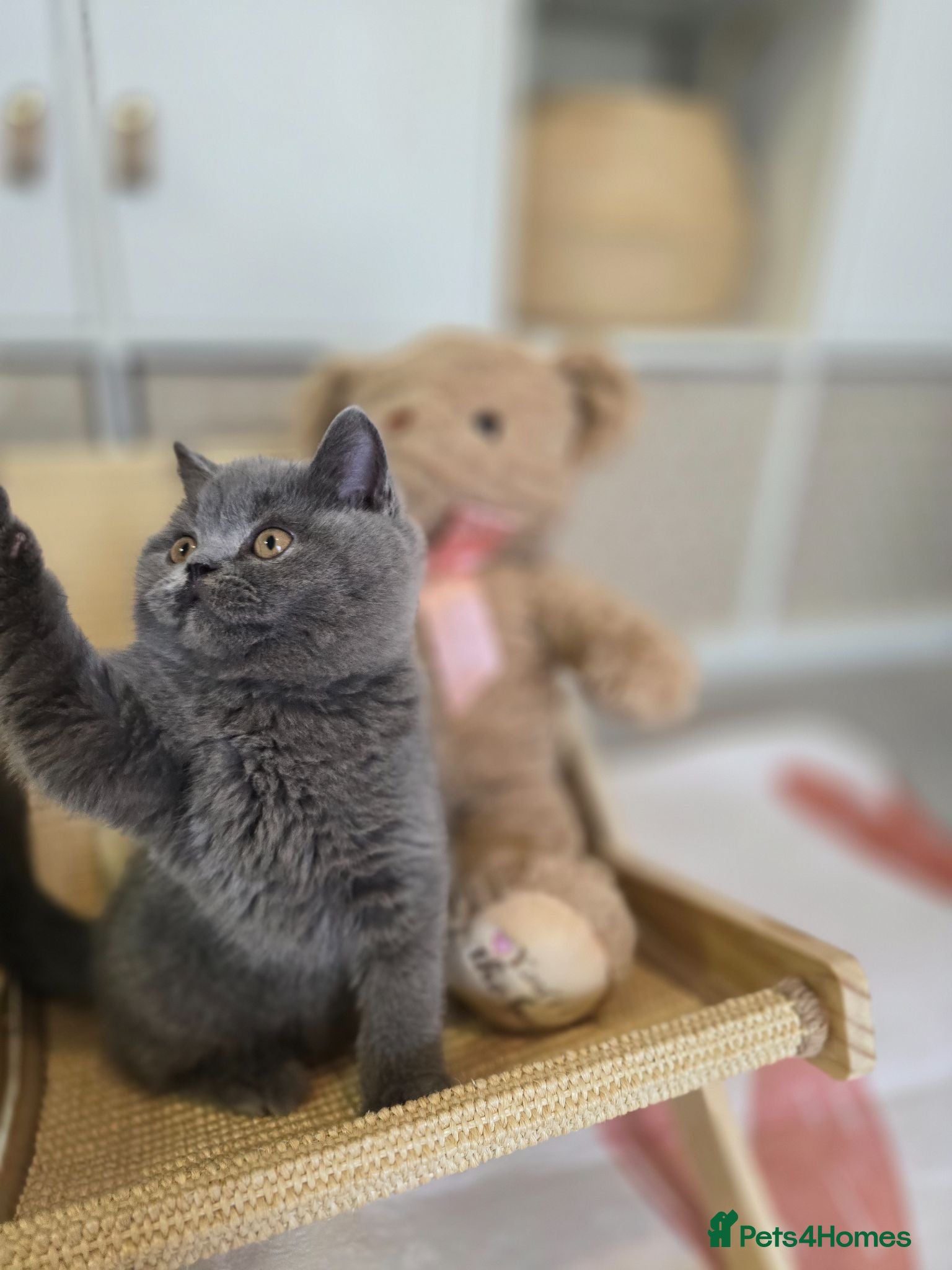British Shorthair cats Championship Lines Bridgerton Litter - Advert 3