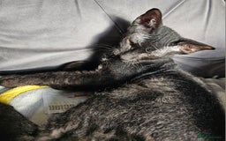 Sphynx cats for sale: Sphynx x Siamese kittens - Image 15