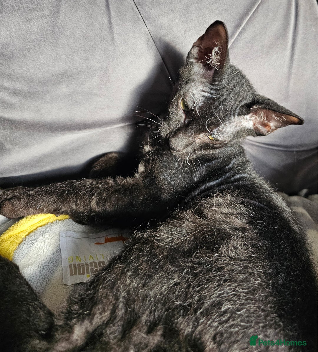 Sphynx cats for sale: Sphynx x Siamese kittens - Image 15