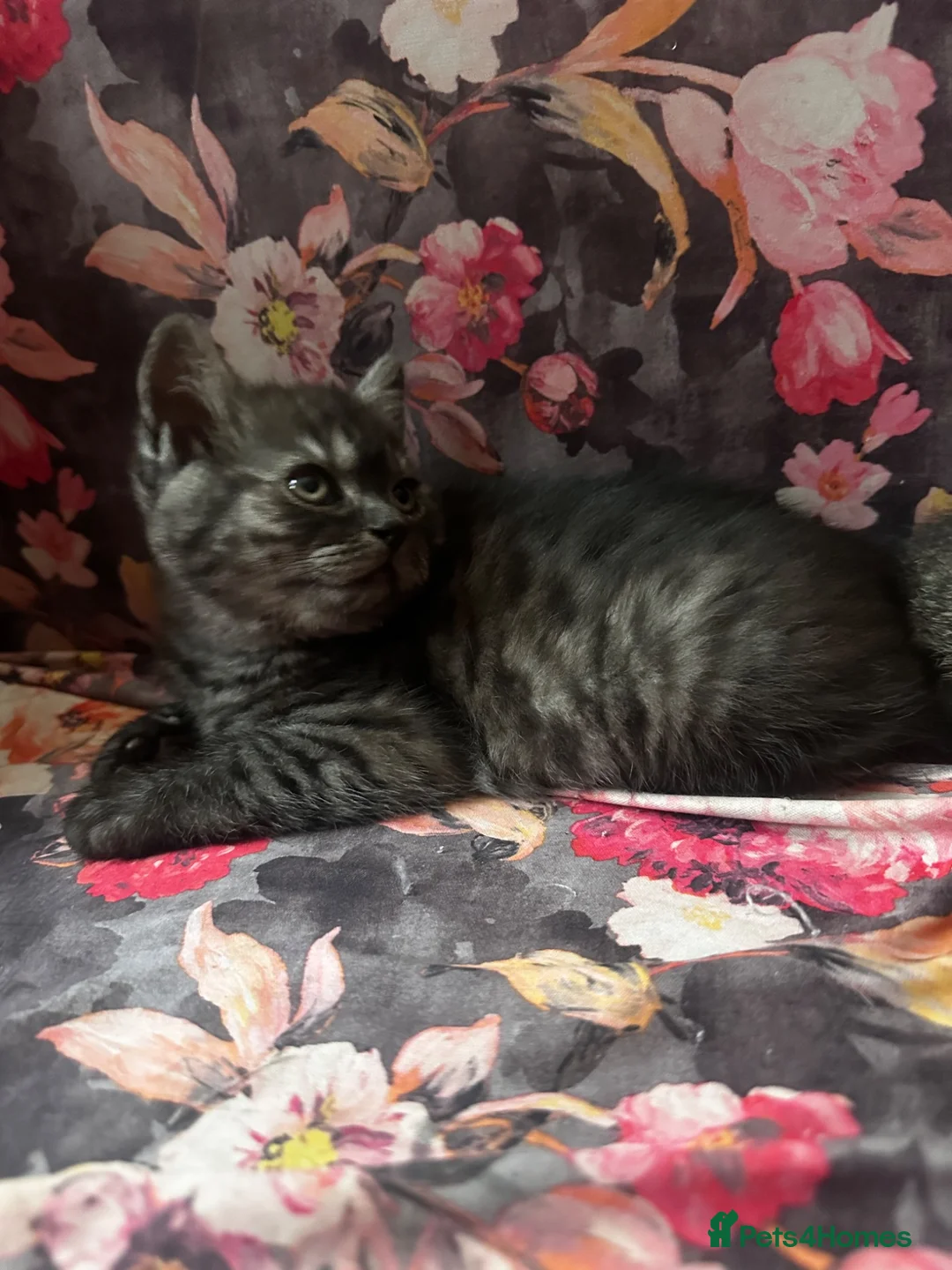 British Shorthair cats for sale: British short hair kittens  - Advert 7