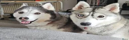 Siberian Husky dogs for sale: Sky & Maya 19 months & 9 years Siberian Husky  - Advert 2