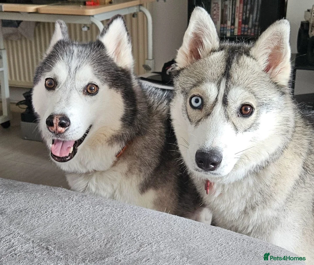 Siberian Husky dogs for sale: Sky & Maya 19 months & 9 years Siberian Husky  - Advert 2