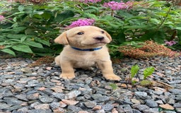Labrador Retriever dogs for sale: Pedigree Labrador Pups - Image 10