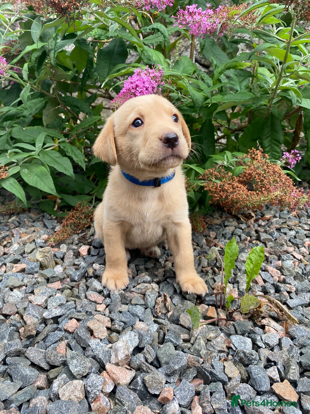 Labrador Retriever dogs for sale: Pedigree Labrador Pups - Image 10