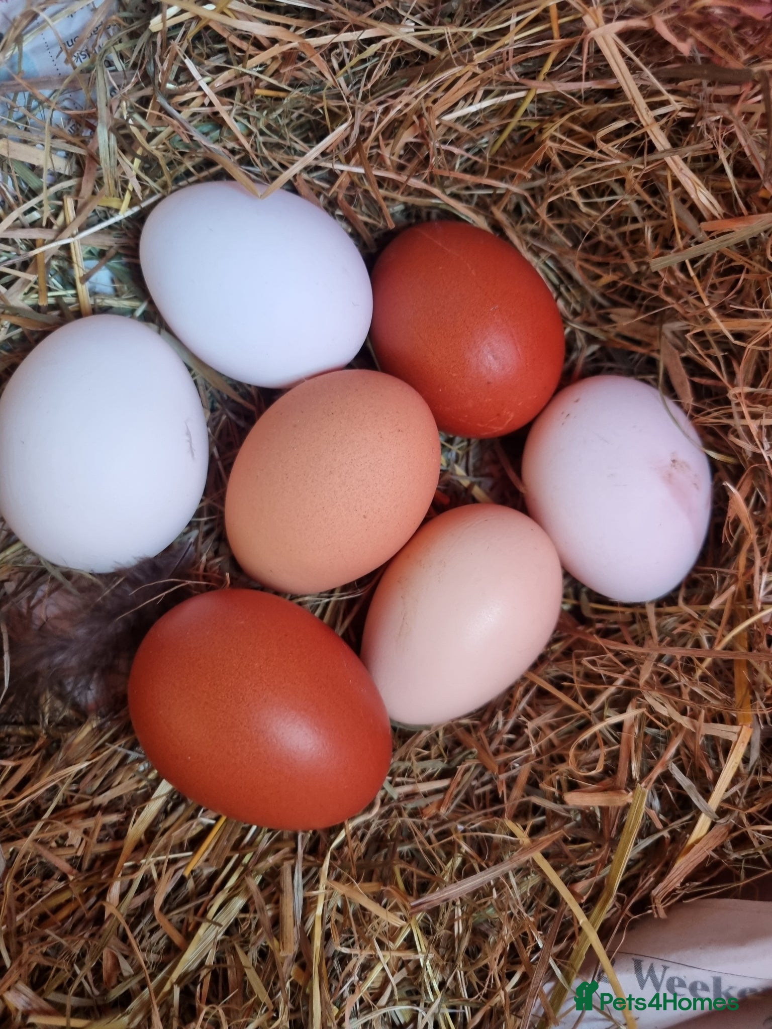 Chickens poultry Farmyard Mix Hatching Eggs & Orpington chickens - Advert 15