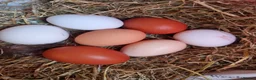 Chickens poultry for sale: Farmyard Mix Hatching Eggs & Orpington chickens - Advert 1