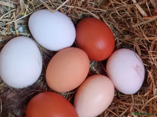 Chickens poultry Farmyard Mix Hatching Eggs & Orpington chickens - Advert 15