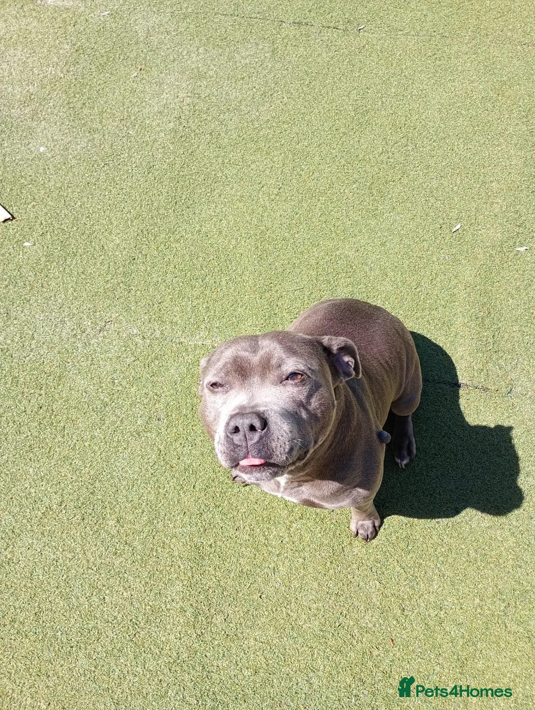 Staffordshire Bull Terrier dogs for sale: Looking for new home in Swadlincote - Advert 2