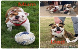 English Bulldog dogs for sale: Gorgeous English bulldog puppy’s  - Image 2