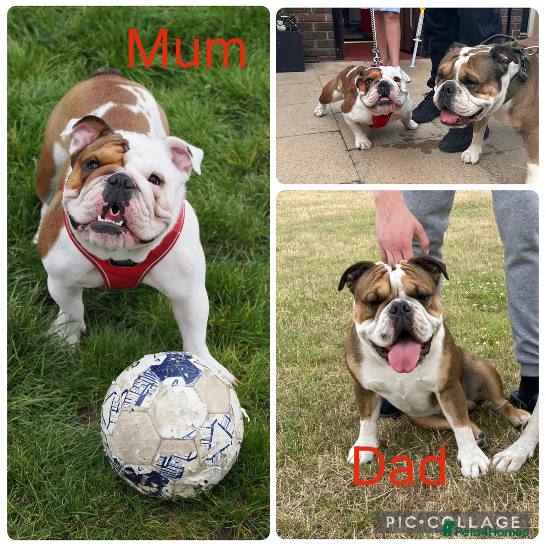 English Bulldog dogs for sale: Gorgeous English bulldog puppy NEBBR REGISTERD - Advert 5