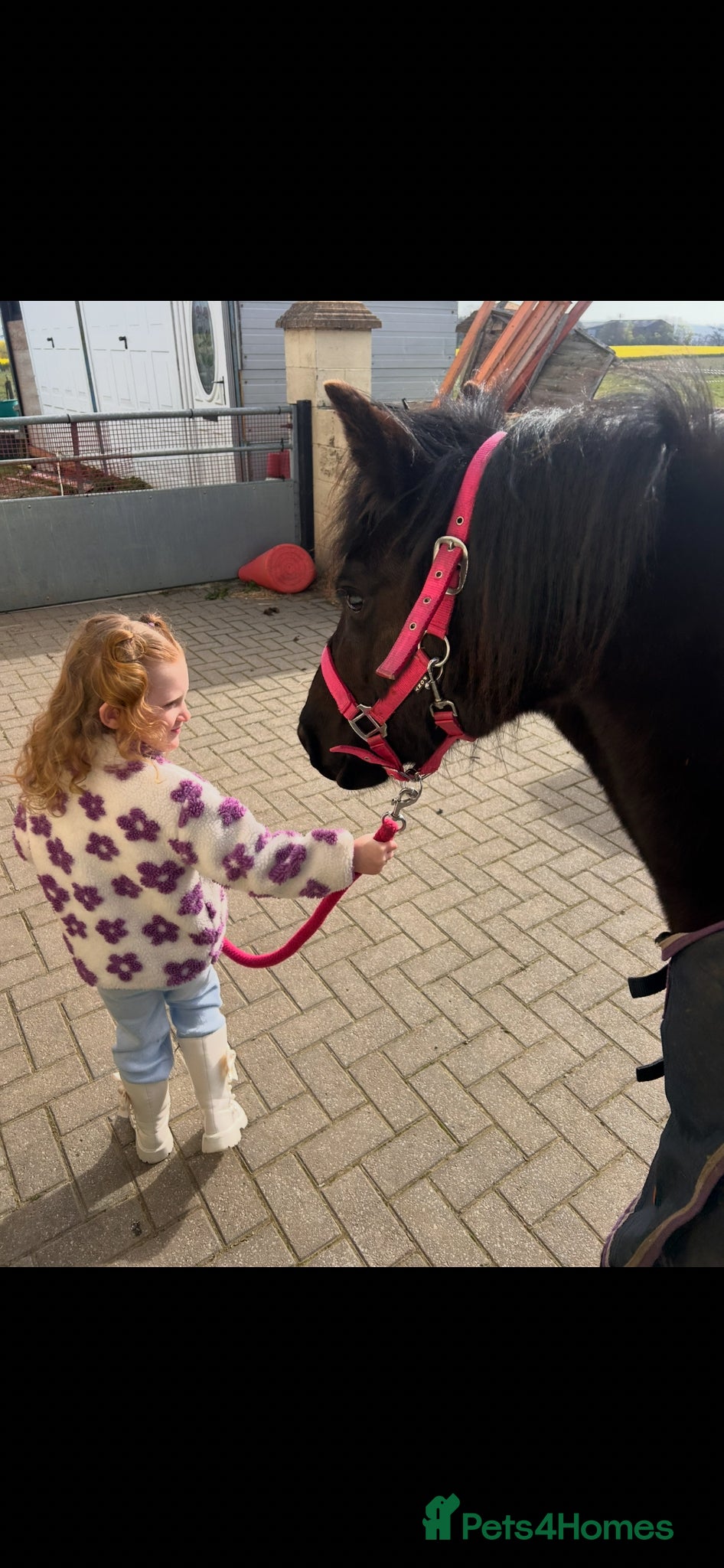 Dartmoor horses for sale: Opal! - Advert 2