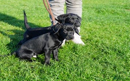 Labrador Retriever dogs for sale: Last 2 Black male labrador puppies vaccinated KC  - Advert 2