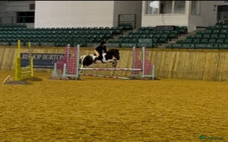 Irish Cob horses for sale: 13.1 fun loving all rounder  - Image 11
