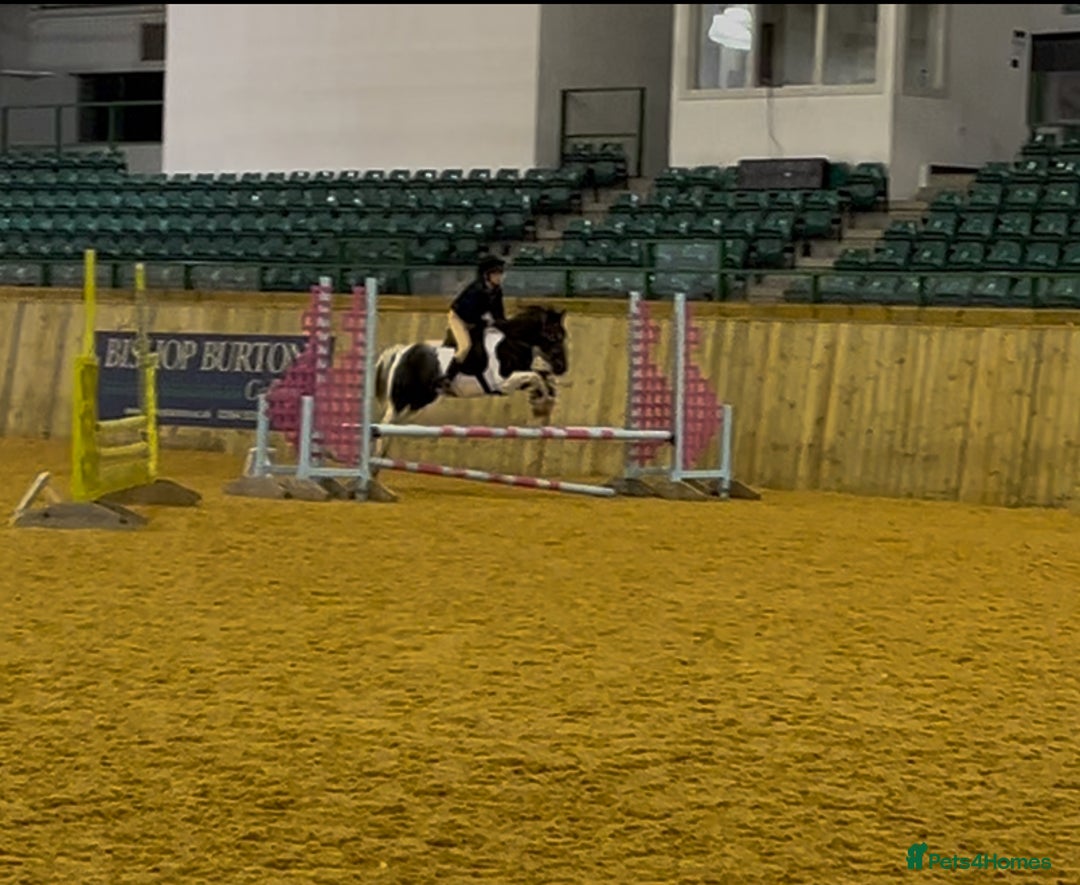 Irish Cob horses for sale: 13.1 fun loving all rounder  - Image 11