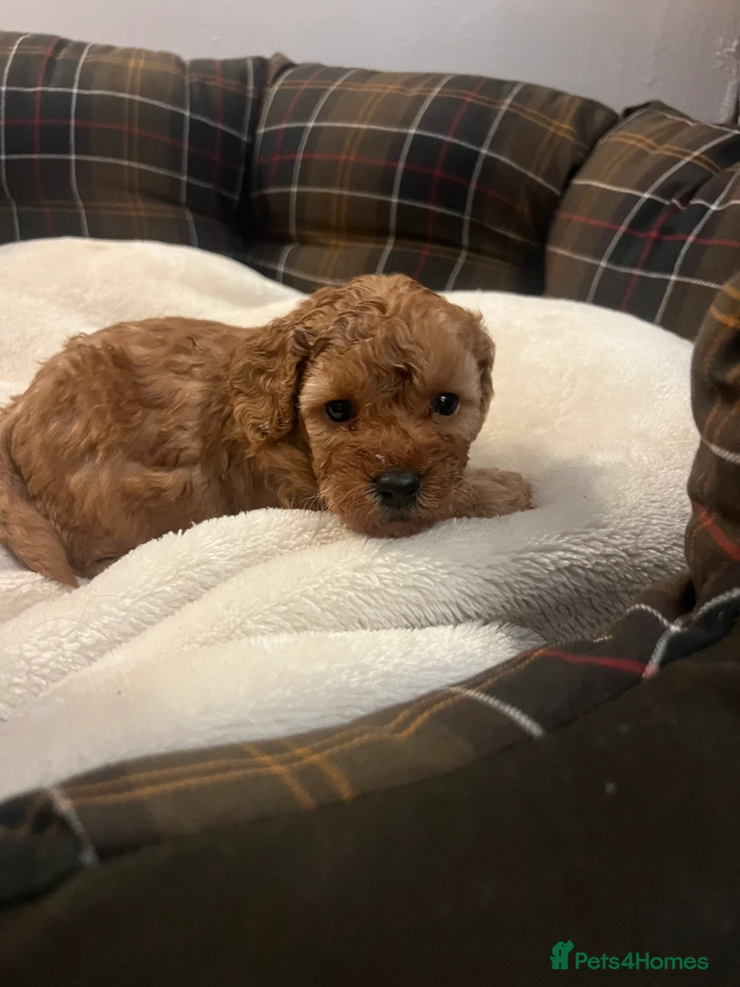 Poodle dogs for sale: 🐶🐶🐶TOY POODLES for sale🐶🐶🐶 - Advert 1