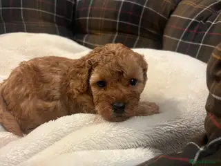 Poodle dogs 🐶🐶🐶TOY POODLES for sale🐶🐶🐶 - Advert 1