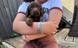 Cocker Spaniel dogs for sale: Kc Cocker spaniel puppys - Image 6