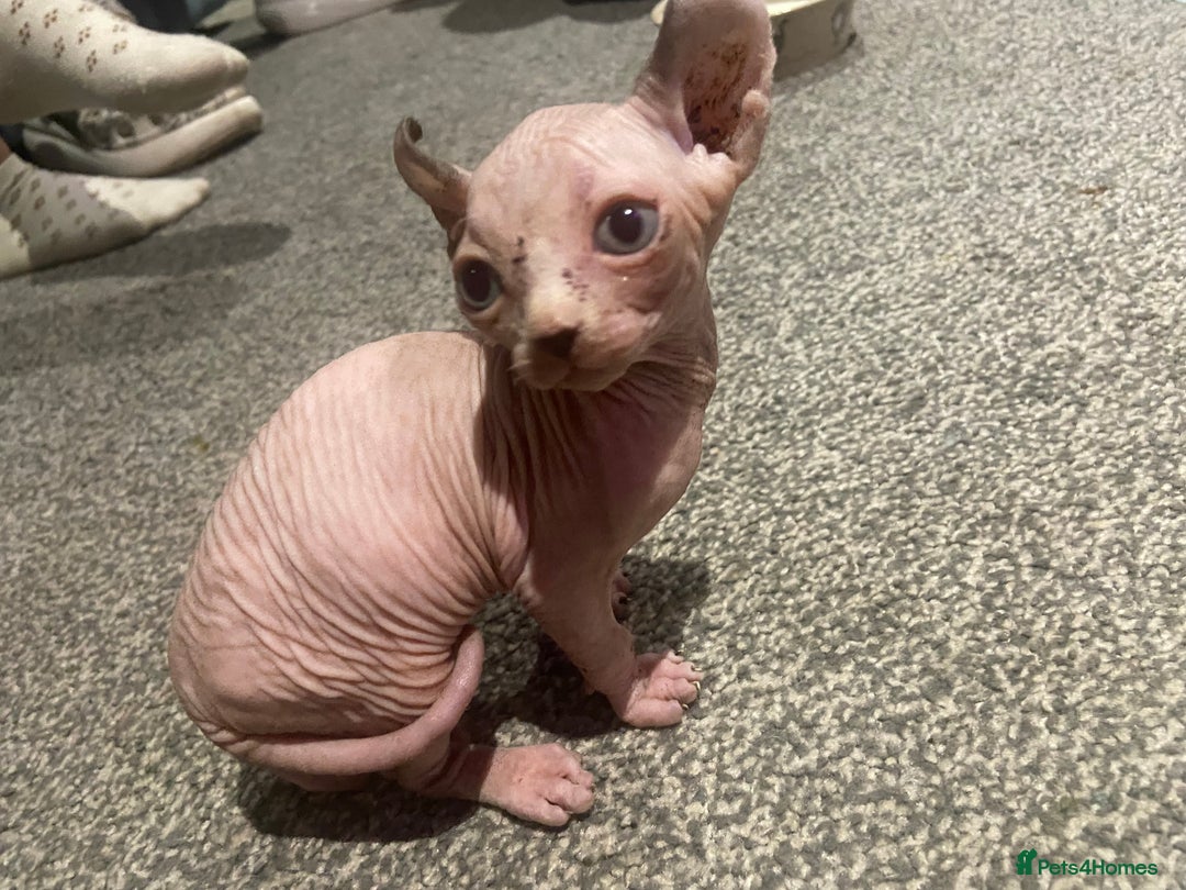 Sphynx cats for sale: Sphynx kittens for sale  - Image 29