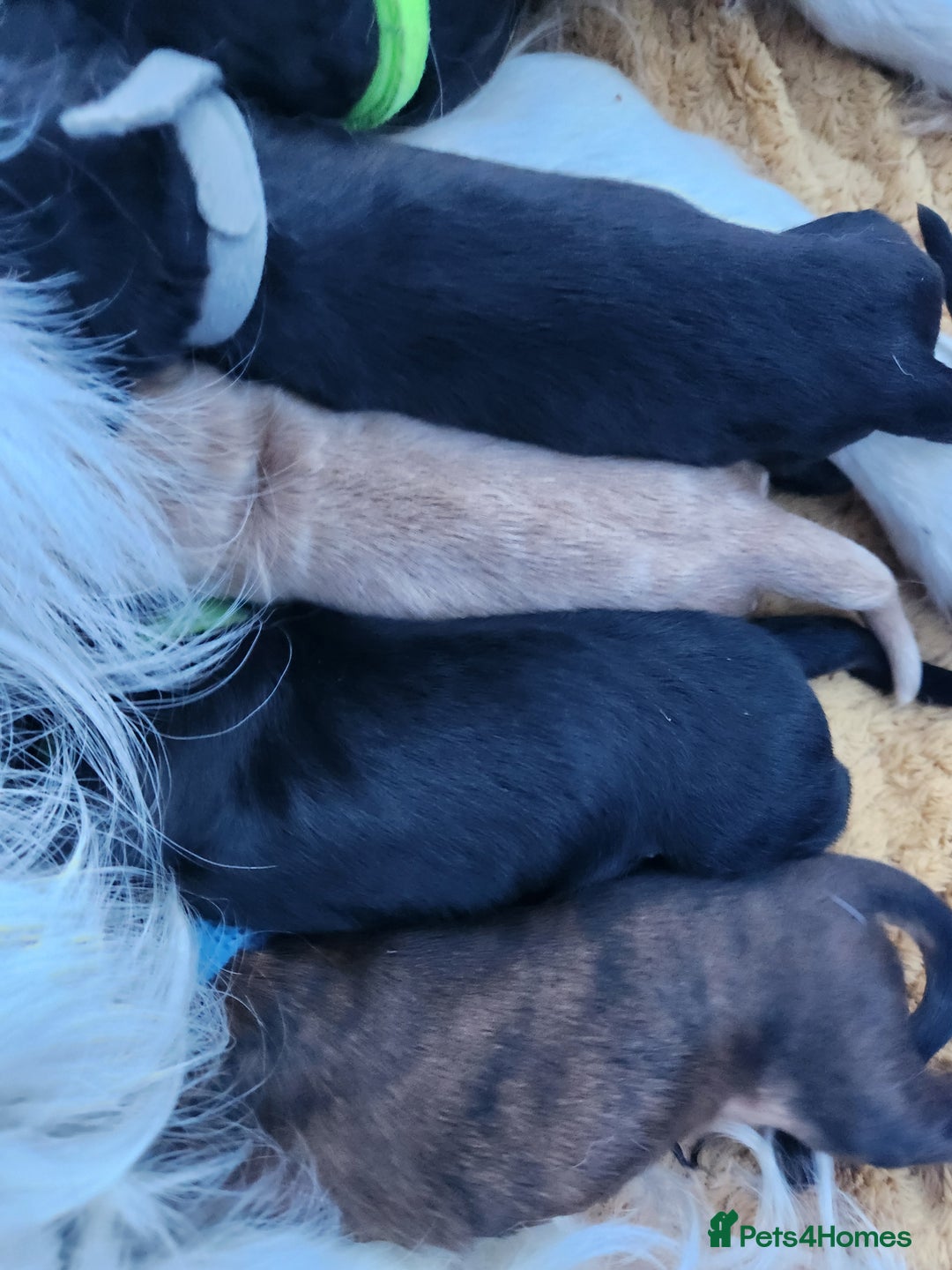 Mixed Breed dogs for sale: ​Beautiful Golden Retriever x Spaniel Pups - Advert 2