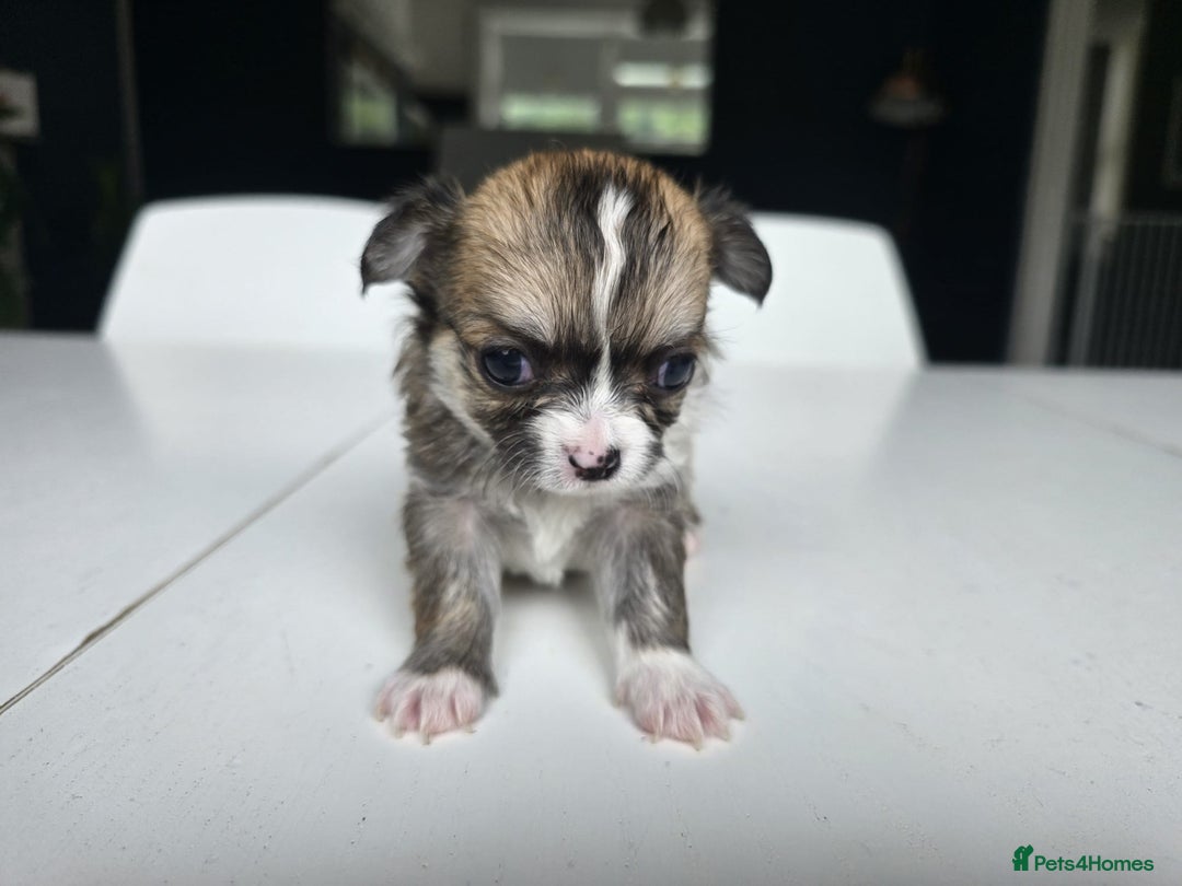 Chihuahua dogs for sale: Beautiful fluffy long haired chihuahuas - Image 24