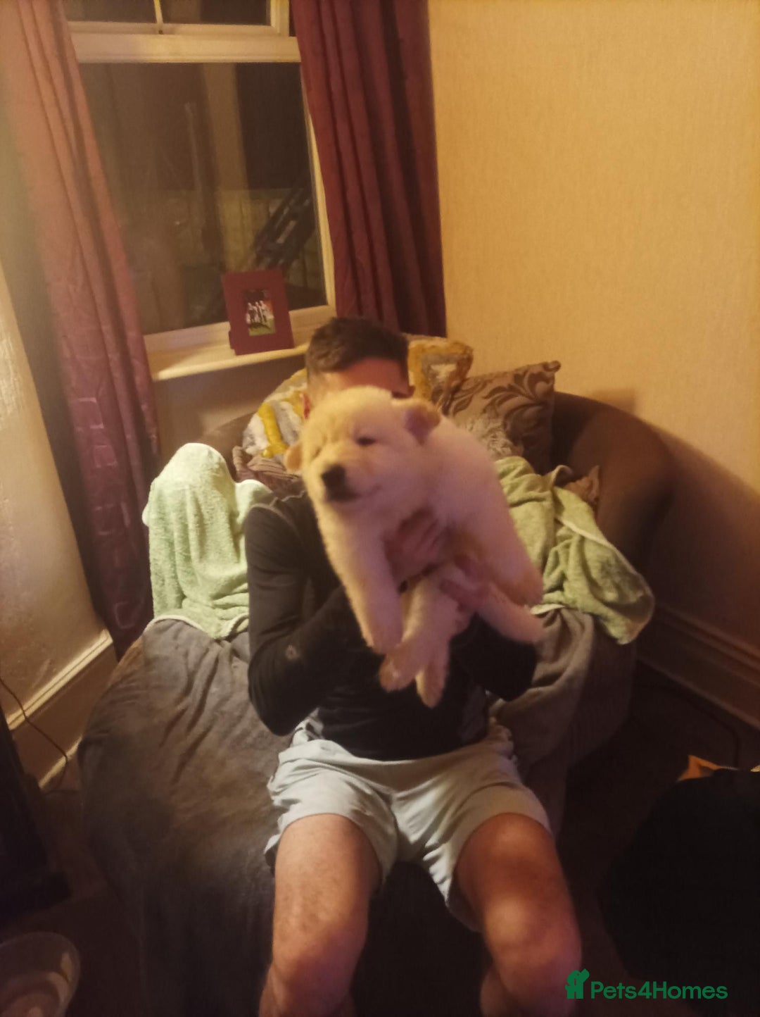 Mixed Breed dogs for sale: Northern Inuit x German shepherd puppies for sale  - Advert 15