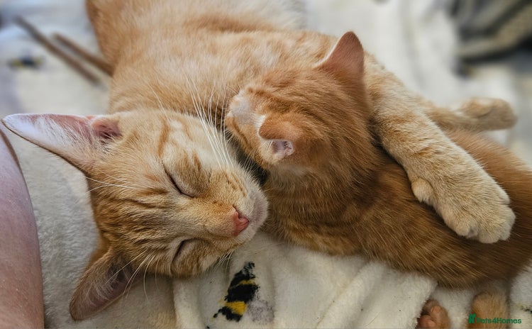 Mixed Breed cats - Advert 17