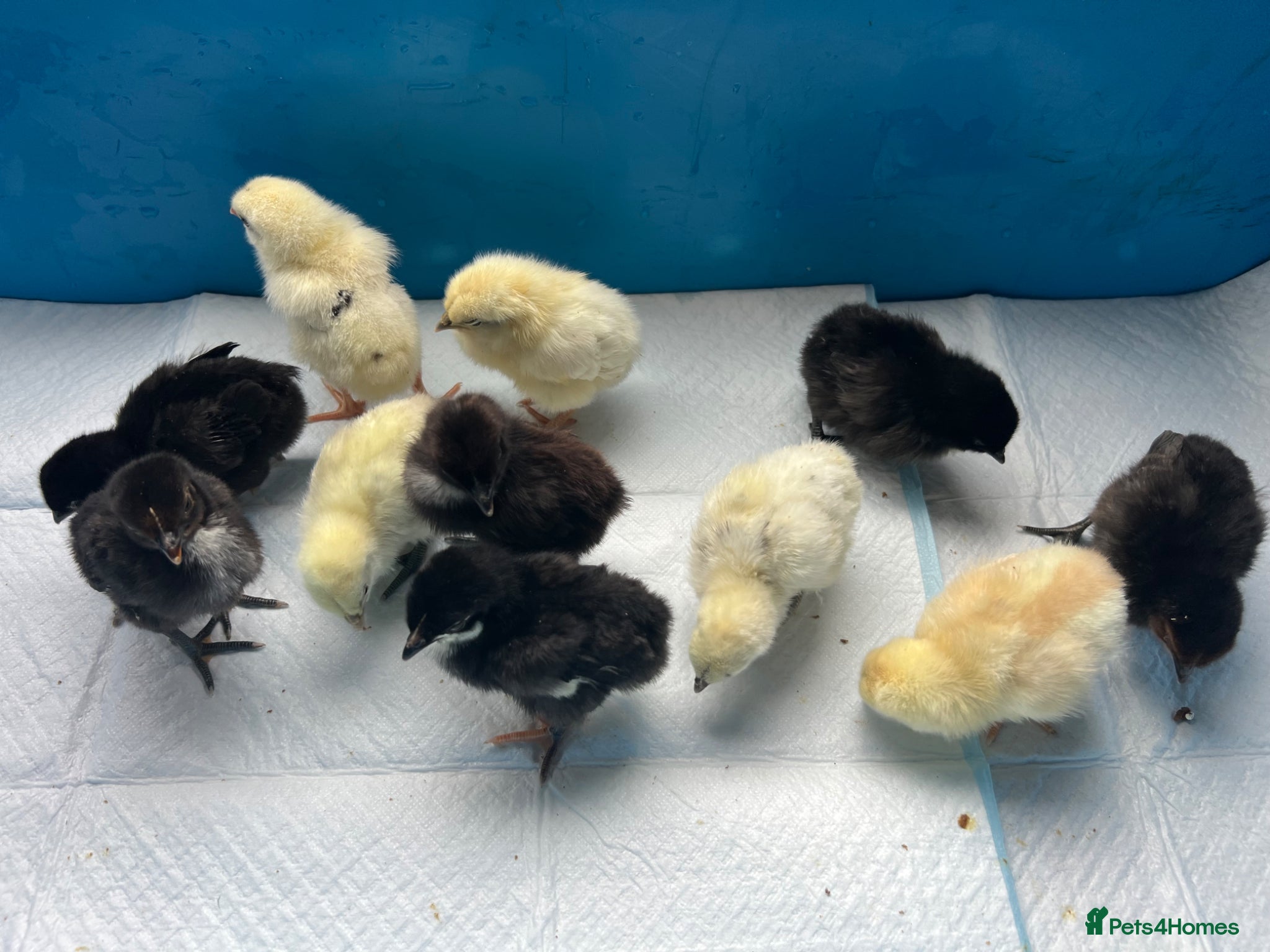 Chickens poultry Hybrid day old chicks  - Advert 1