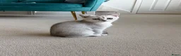 British Shorthair cats for sale: British Shorthair Silver Shaded  - Advert 3