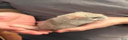 Chinchilla rodents for sale: Chinchilla Kits For Sale  - Advert 4