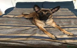 Belgian Shepherd Dog dogs for sale:  Loving Home Wanted for Reiya - Belgian Malinois - Image 4