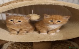 Mixed Breed cats for sale: 4 gorgerous kittens - Image 19