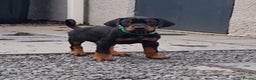 Dobermann dogs for sale: Exceptional Doberman - Advert 12