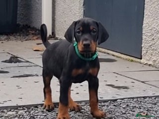 Dobermann dogs Exceptional Doberman - Advert 2