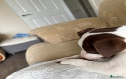 Jack Russell dogs for sale: 1 jack Russell - Image 3