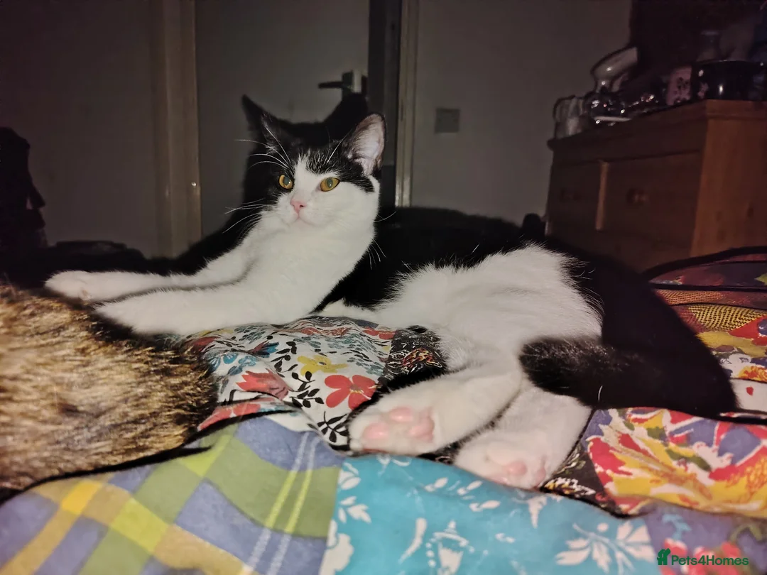 Mixed Breed cats for sale: Beautiful black and white cat for sale in Warrington - Advert 1