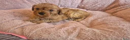 Cavapoo dogs for sale: Gorgeous cavapoo puppies in Leatherhead - Advert 16