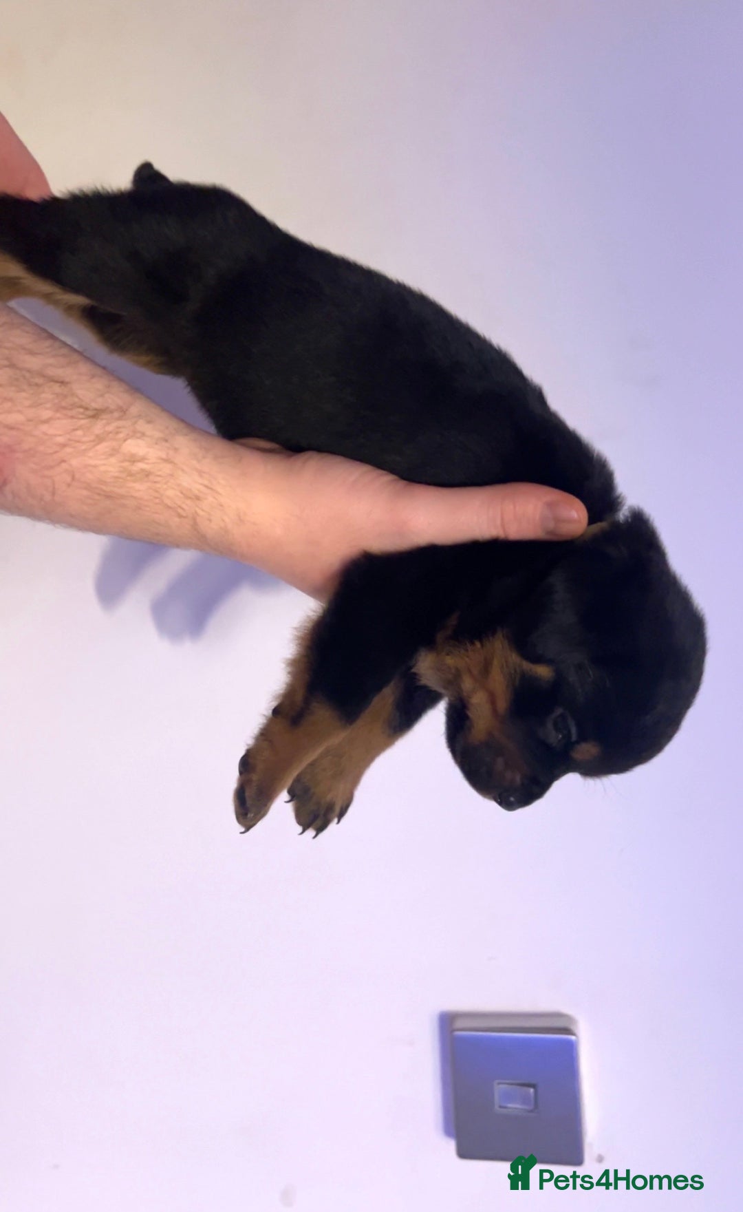 Rottweiler dogs for sale: ⭐ LAST THREE ROTTWEILER PUPPIES LEFT ⭐  - Advert 12