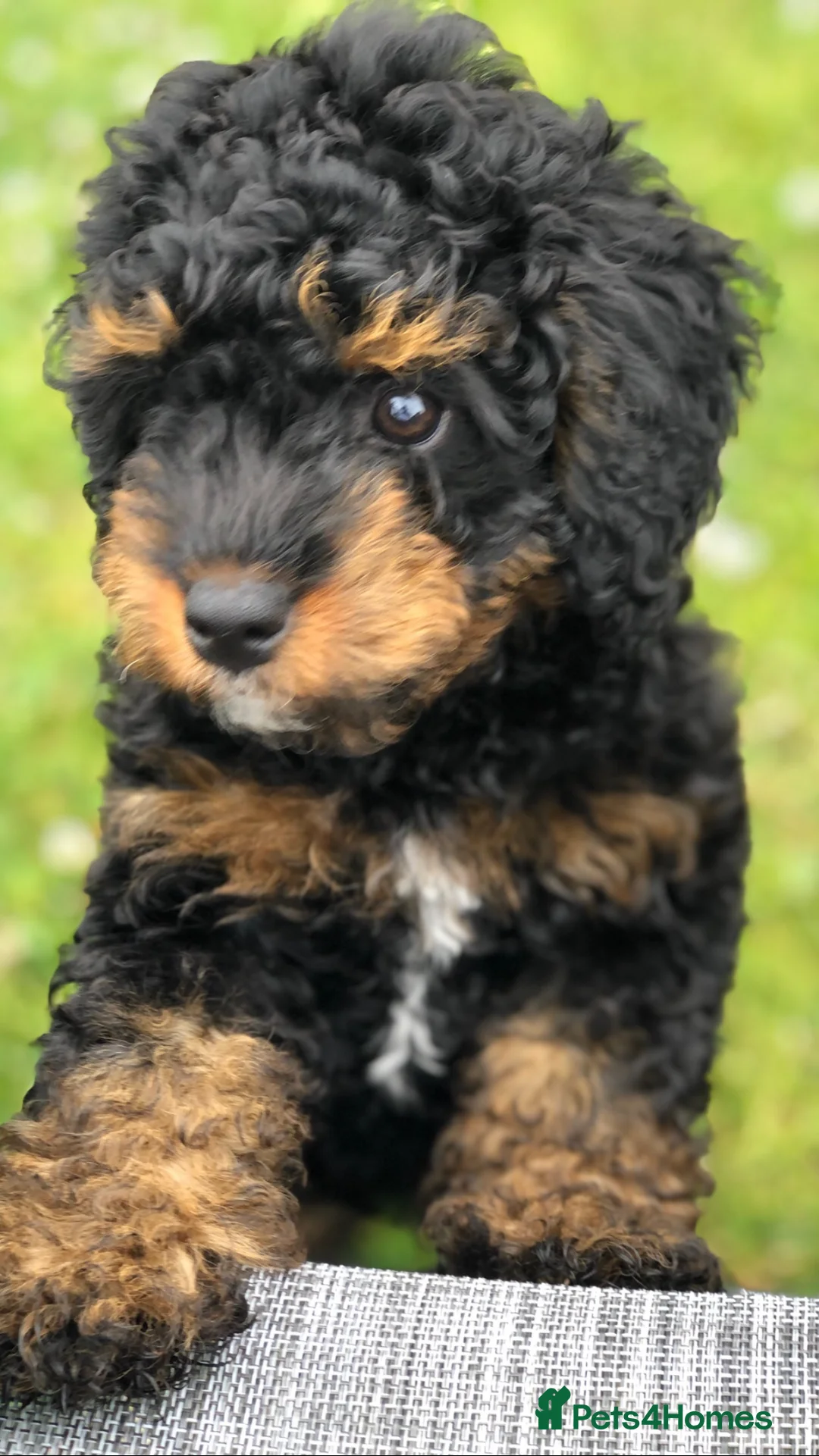 Toy Poodle dogs for stud: Proven Toy Poodle For Stud in Canterbury - Advert 15