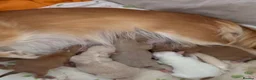 Chihuahua dogs for sale: Chihuahua puppies 🐶  - Advert 11